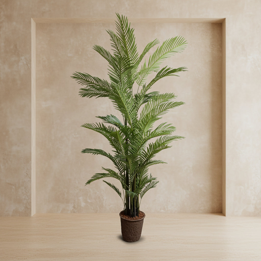 Areca Palm Tree - TidyPlant