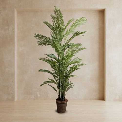 Areca Palm Tree - TidyPlant