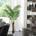 Areca Palm Tree - TidyPlant