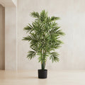Areca Palm Tree - TidyPlant