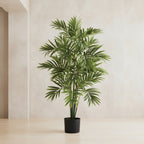 Areca Palm Tree - TidyPlant