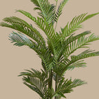 Areca Palm Tree - TidyPlant