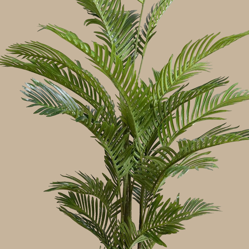 Areca Palm Tree - TidyPlant