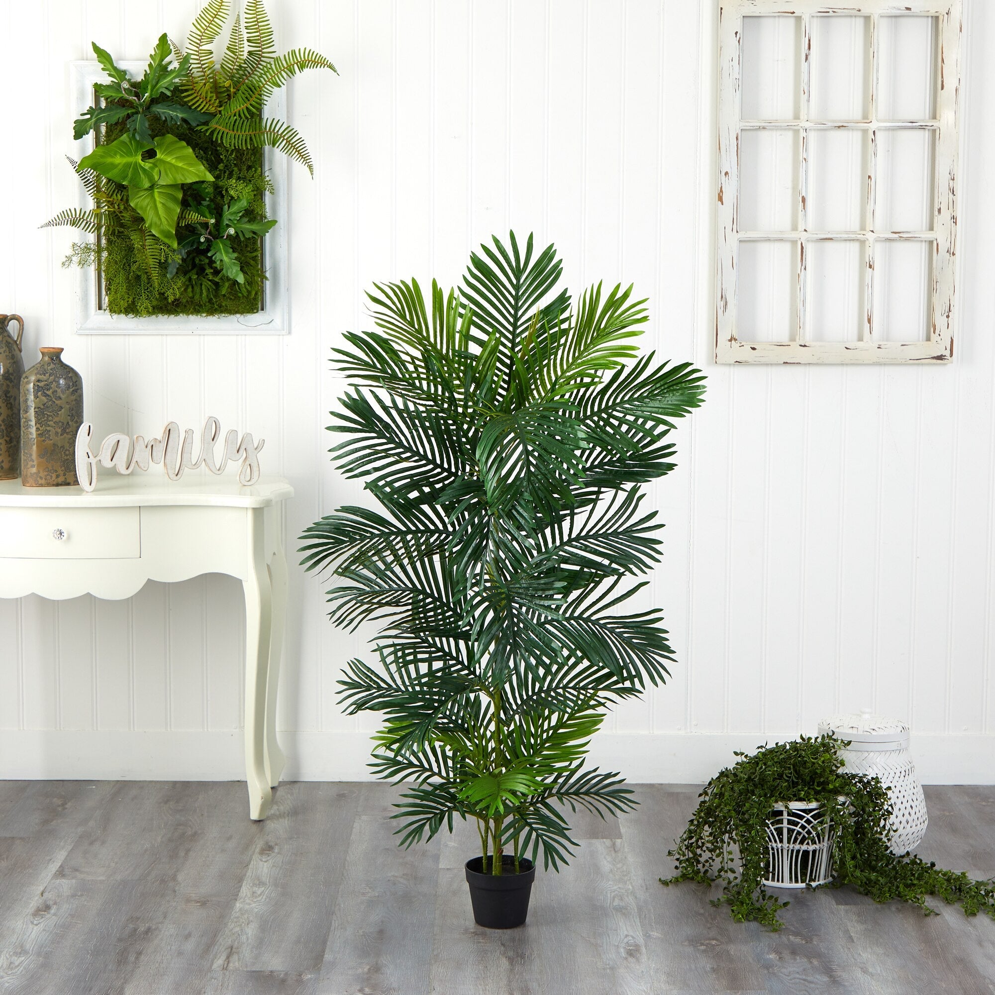 Areca Palm Tree - TidyPlant