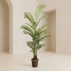 Areca Palm Tree - TidyPlant