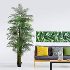 Areca Palm Tree - TidyPlant