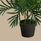 Areca Palm Tree - TidyPlant