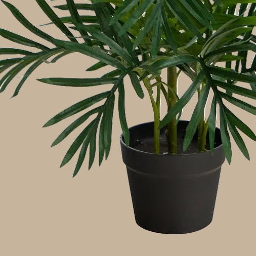 Areca Palm Tree - TidyPlant