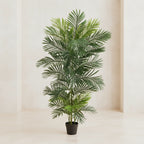 Areca Palm Tree - TidyPlant
