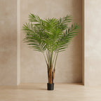 Areca Palm Tree - TidyPlant