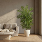 Potted palm plant on a white background