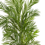 5' Areca Palm Tree