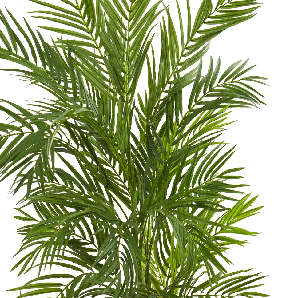 5' Areca Palm Tree