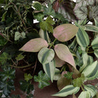 Assorted Greenery Arrangement in Clay Bowl - TidyPlant