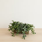 Assorted Greenery Arrangement in Clay Planter - TidyPlant