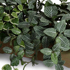 Assorted Greenery Arrangement in Long Clay Planter - TidyPlant