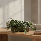 Assorted Greenery Arrangement in Long Clay Planter - TidyPlant