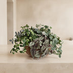 Assorted Ivy Greenery Arrangement in Clay Bowl - TidyPlant
