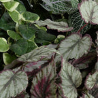 Assorted Ivy Greenery Arrangement in Clay Bowl - TidyPlant