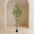 Bamboo Tree - TidyPlant