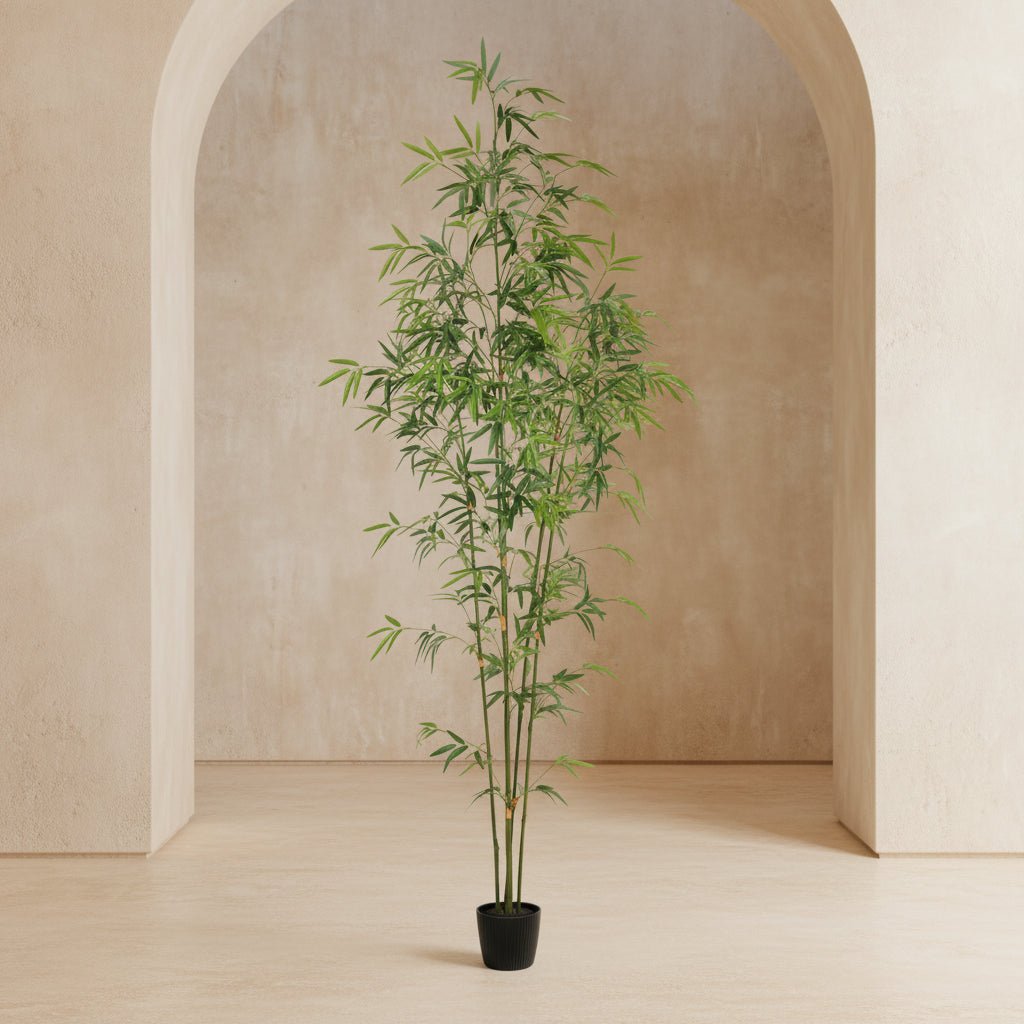 Bamboo Tree - TidyPlant
