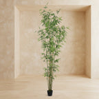 Bamboo Tree - TidyPlant