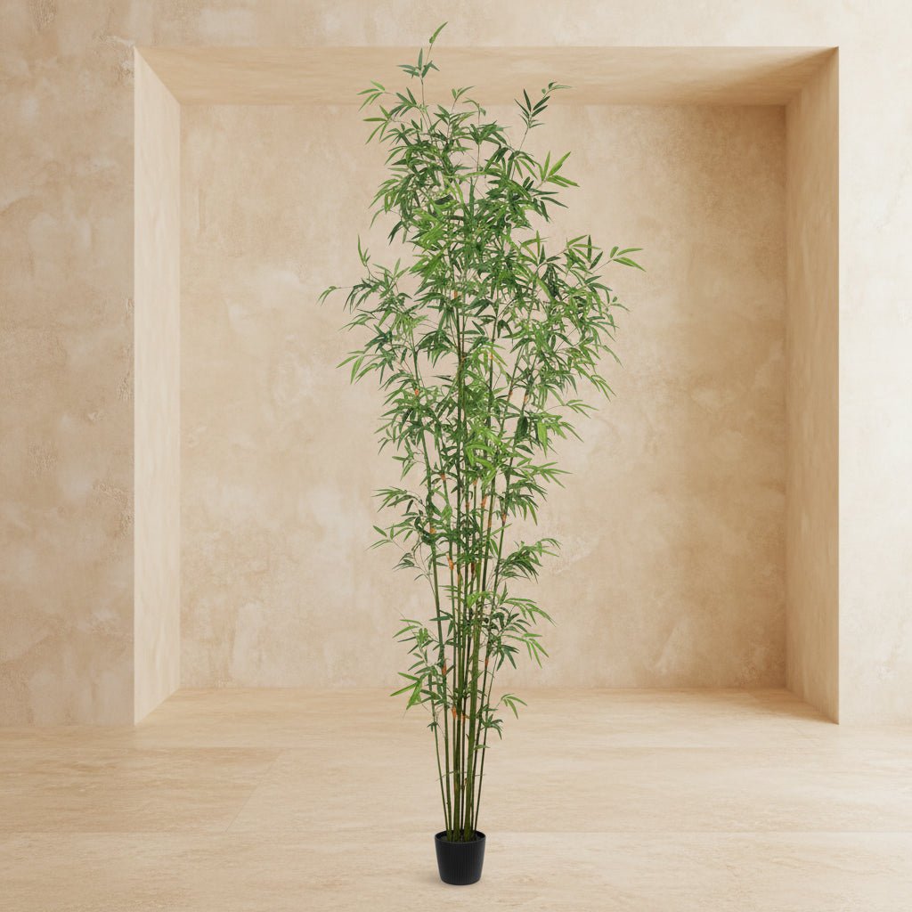 Bamboo Tree - TidyPlant
