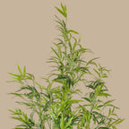 Bamboo Tree - TidyPlant