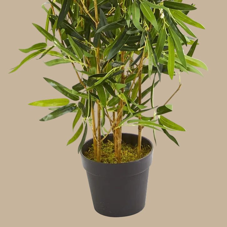 Bamboo Tree - TidyPlant