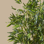 Bamboo Tree - TidyPlant