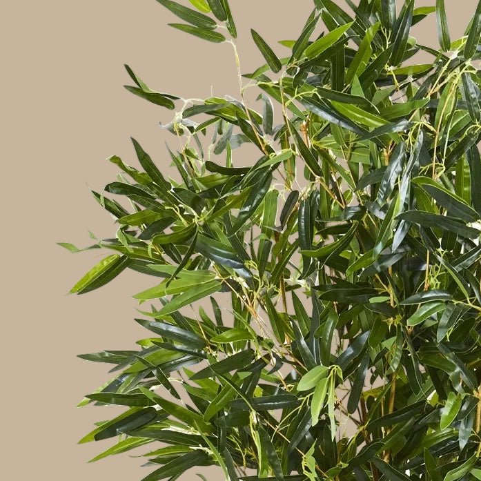 Bamboo Tree - TidyPlant