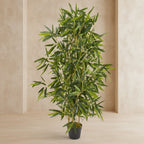 Bamboo Tree - TidyPlant