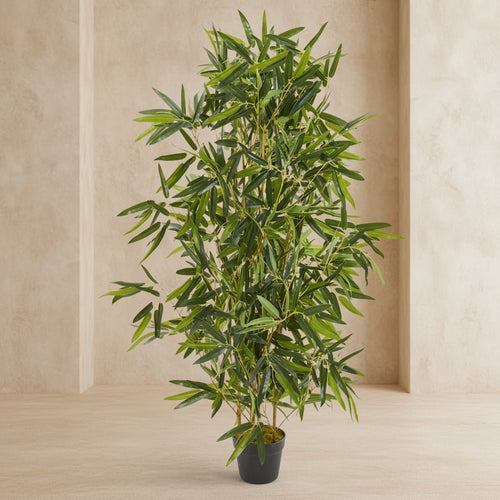 Bamboo Tree - TidyPlant