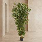 Bamboo Tree - TidyPlant
