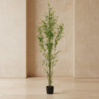 Bamboo Tree - TidyPlant