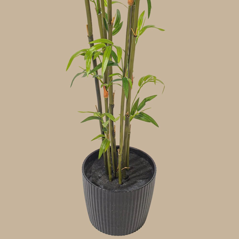 Bamboo Tree - TidyPlant