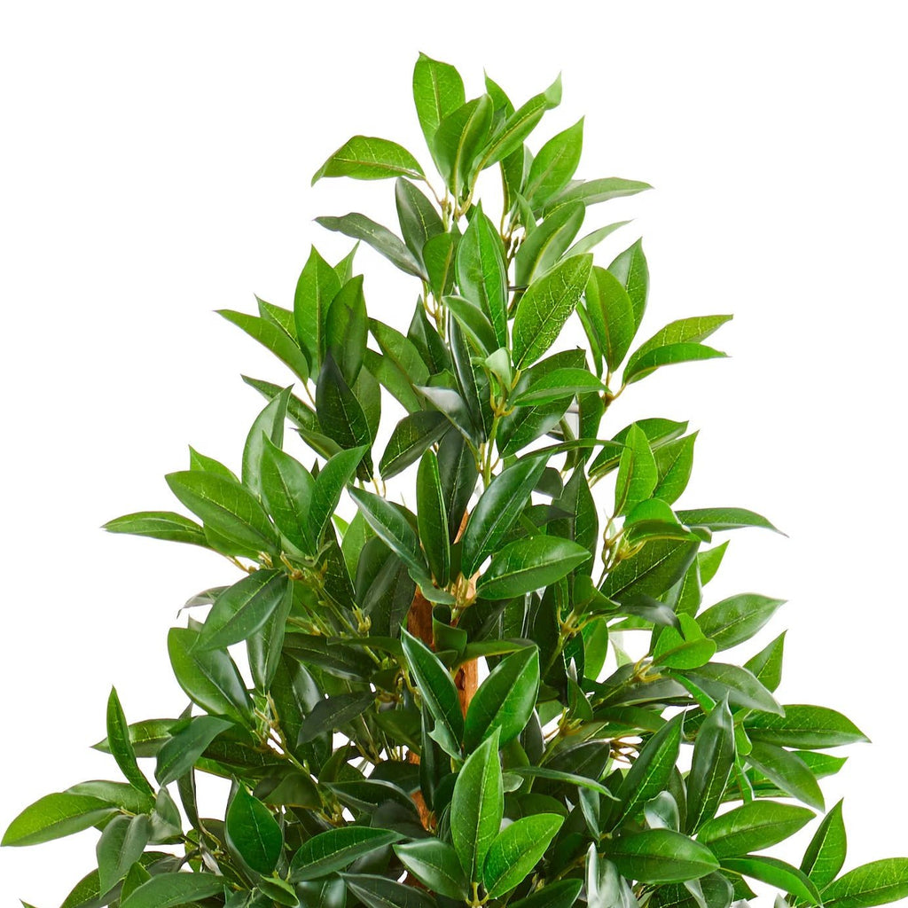 Bay Leaf Cone Topiary - TidyPlant