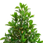Bay Leaf Cone Topiary - TidyPlant