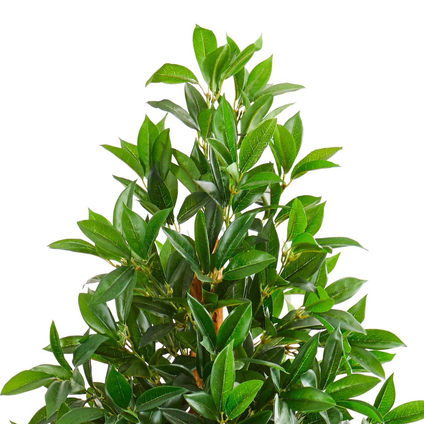 Bay Leaf Cone Topiary - TidyPlant