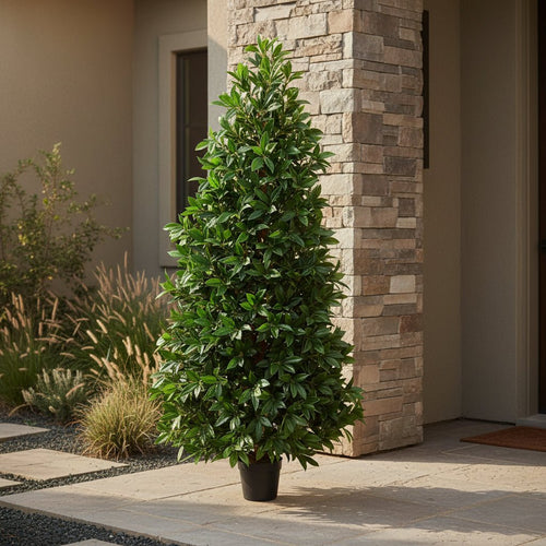 Bay Leaf Cone Topiary - TidyPlant