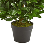 Bay Leaf Cone Topiary - TidyPlant
