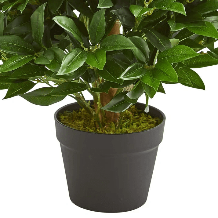Bay Leaf Cone Topiary - TidyPlant