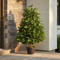 Bay Leaf Cone Topiary - TidyPlant