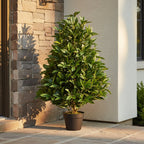 Bay Leaf Cone Topiary - TidyPlant