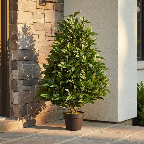 Bay Leaf Cone Topiary - TidyPlant