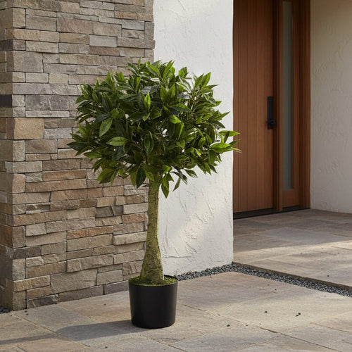 Bay Leaf Topiary - TidyPlant