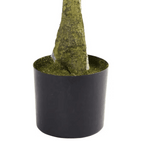 Bay Leaf Topiary - TidyPlant