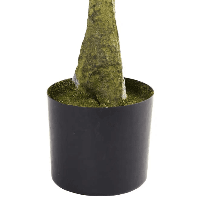 Bay Leaf Topiary - TidyPlant