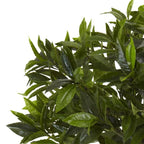 Bay Leaf Topiary - TidyPlant