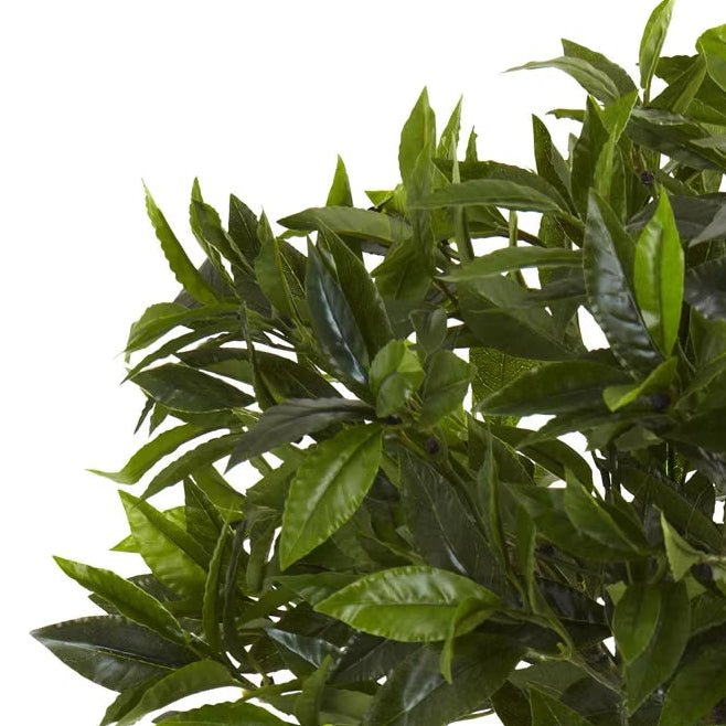 Bay Leaf Topiary - TidyPlant